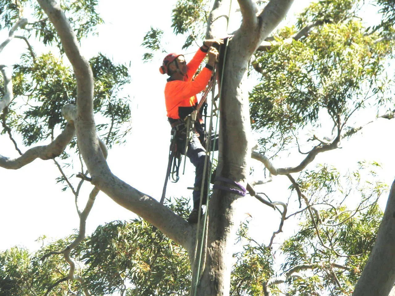 Above All consulting arborist inspecting and rigging a smooth-barked angophora